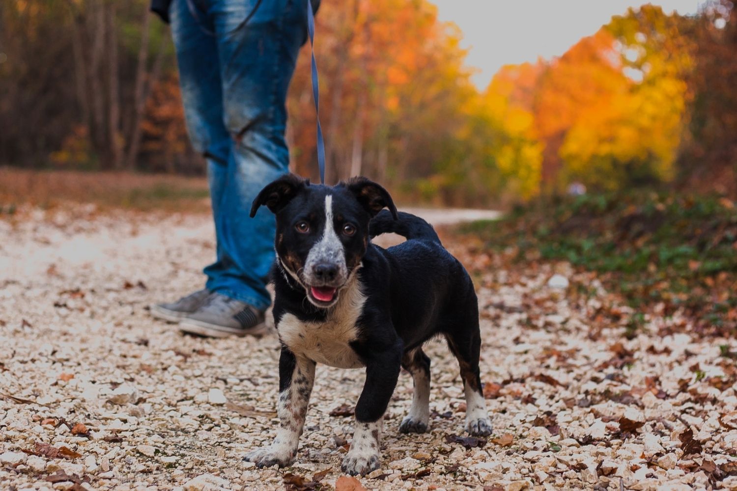 Dog-walking-business-name.jpg
