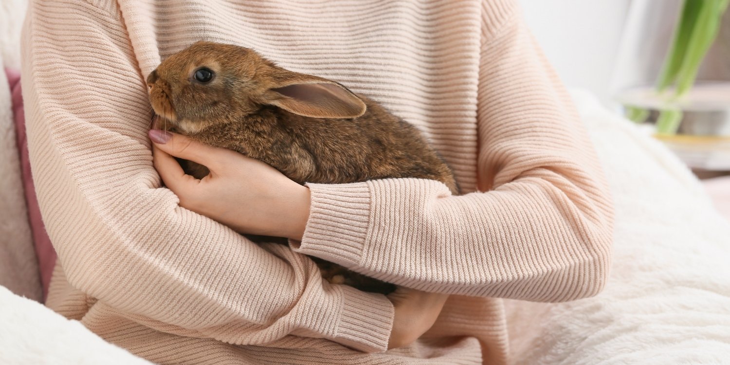Pet-Rabbit-Caring-for-Small-Mammals.jpg