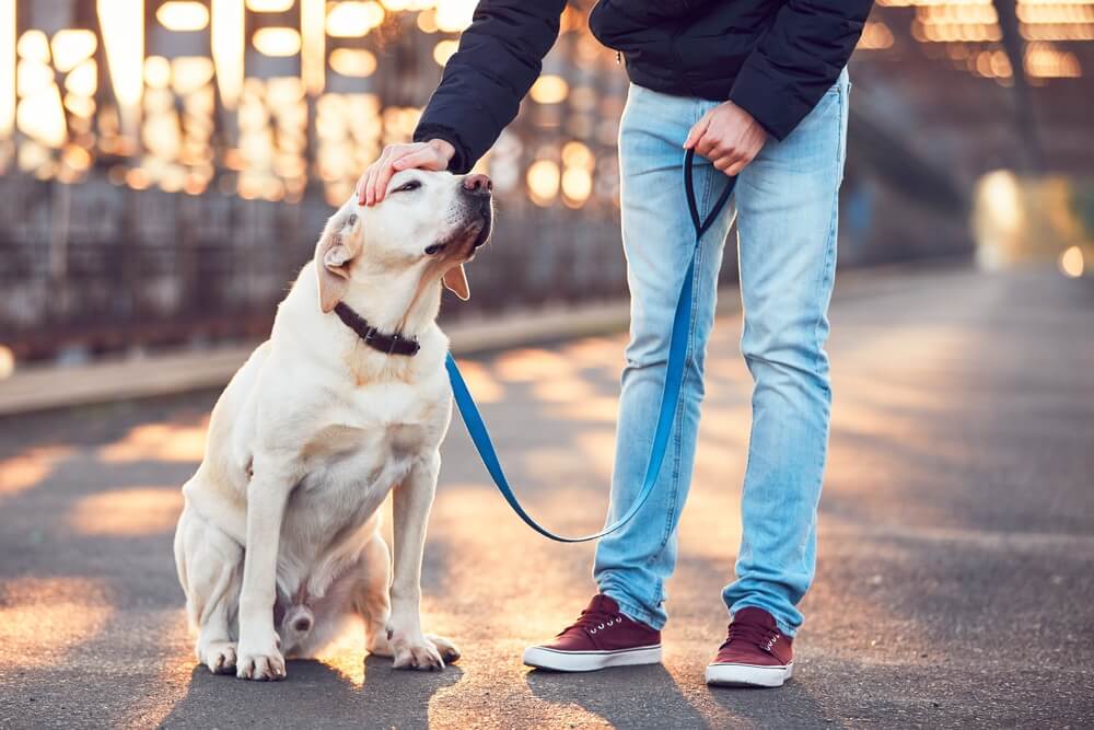 Dog-getting-pets-on-walk