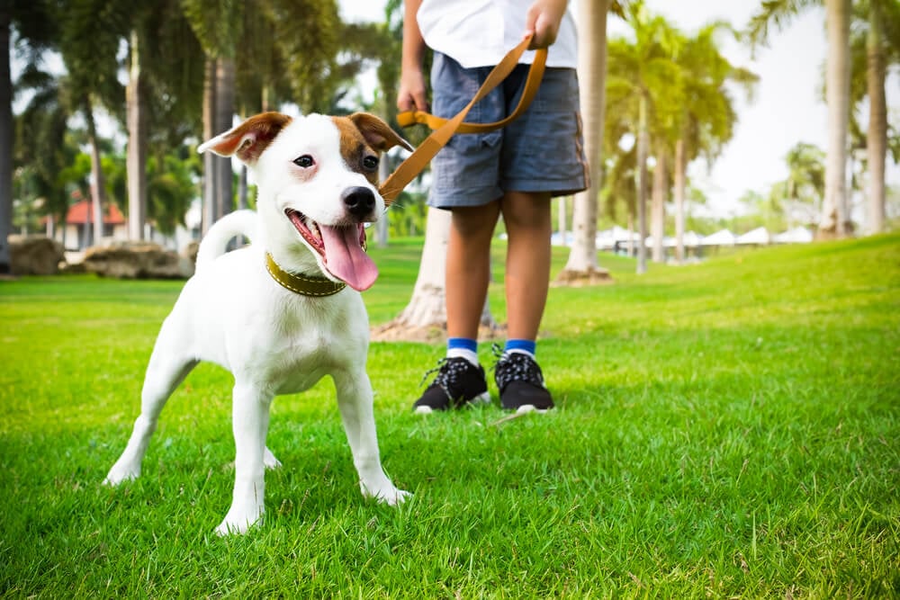 jack-russel-terrier-on-walk