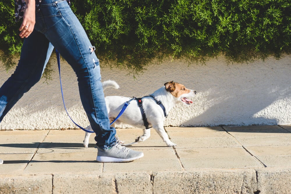 dog-walking-with-dog-walker