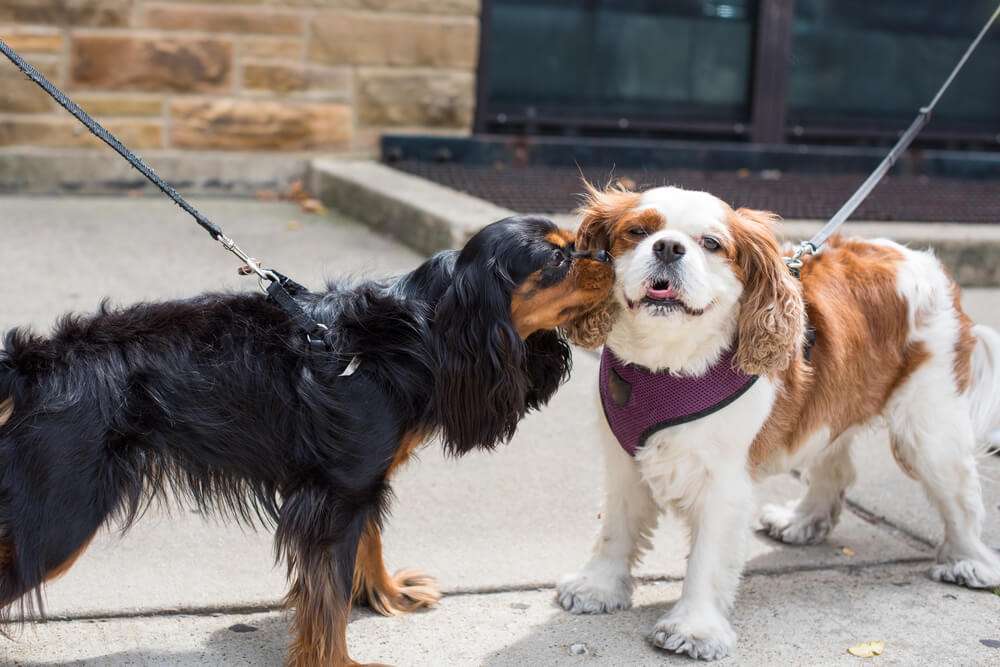 two-dogs-meeting