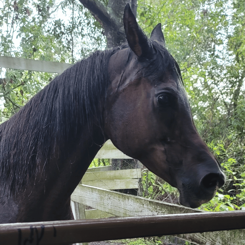 Furriendly-Critter-Sitters-horse