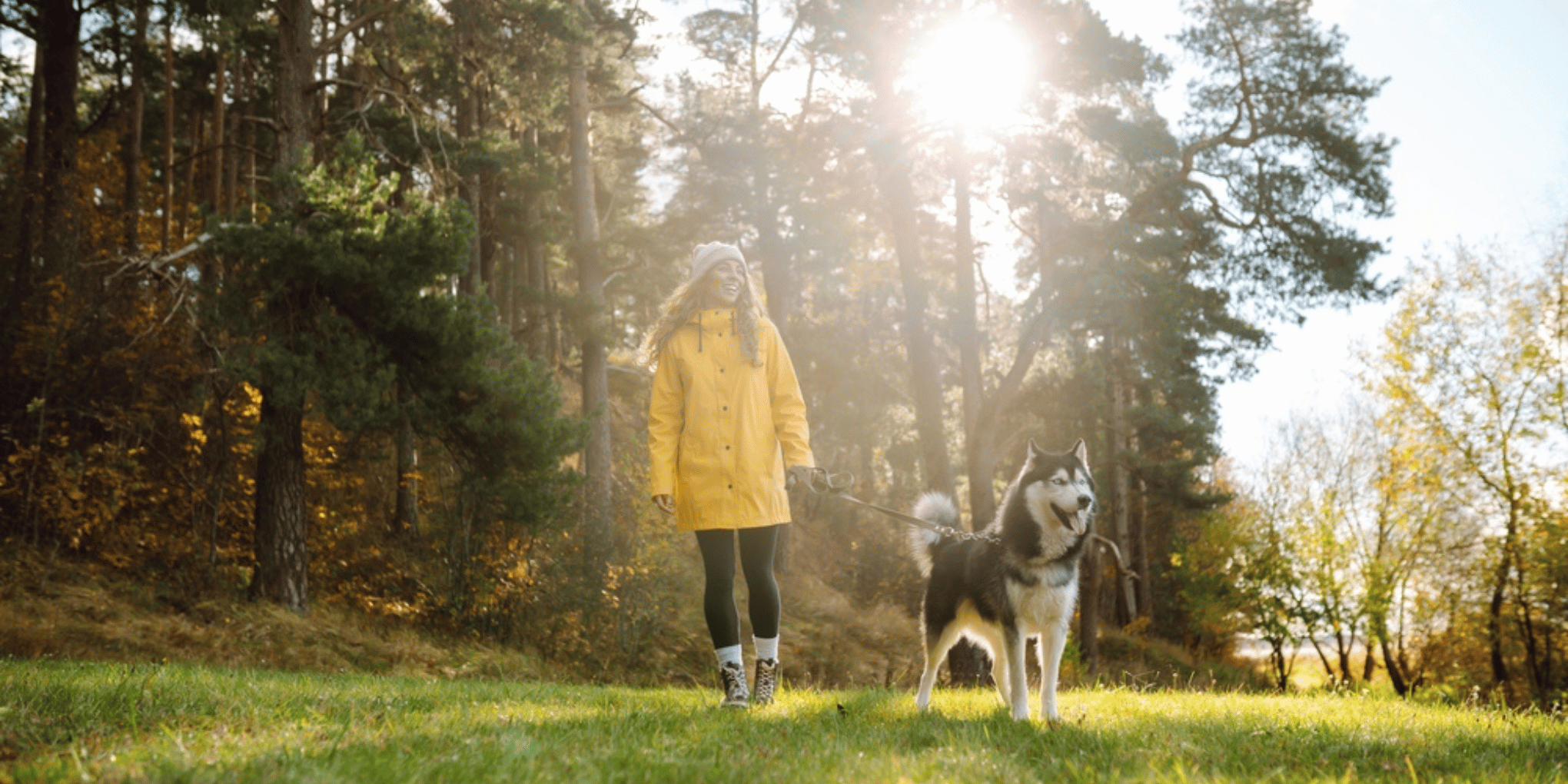 husky-dog-walking-in-woods