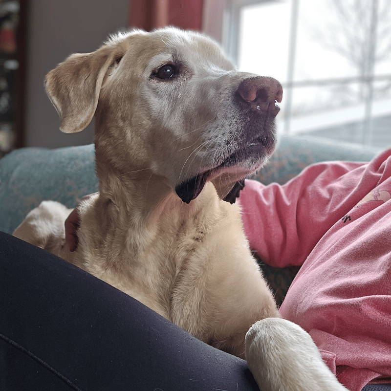 weather-or-not-dog-1