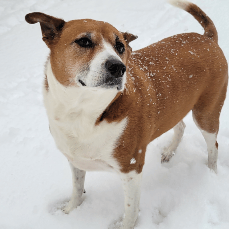 weather-or-not-dog-3