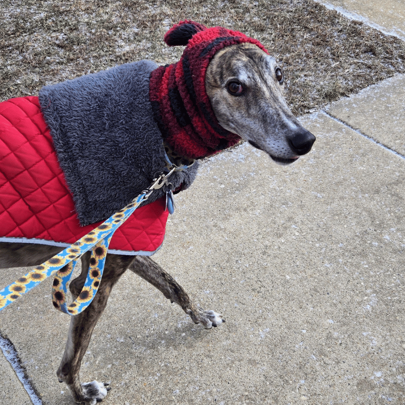 weather-or-not-dog-4