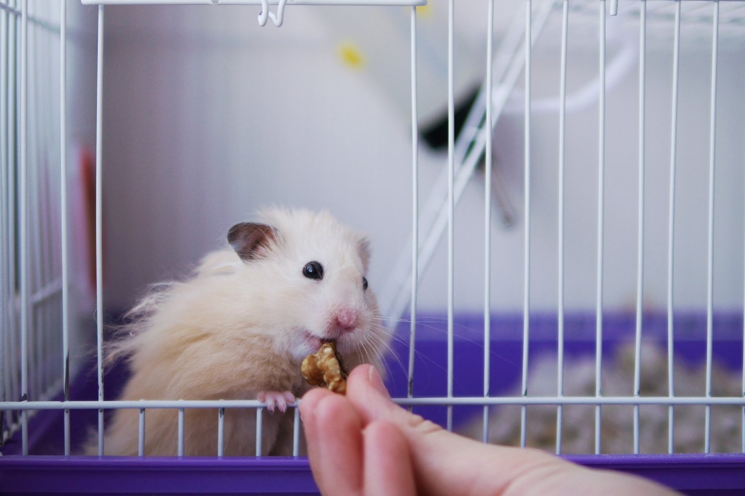 pet-sitter-hamster-care