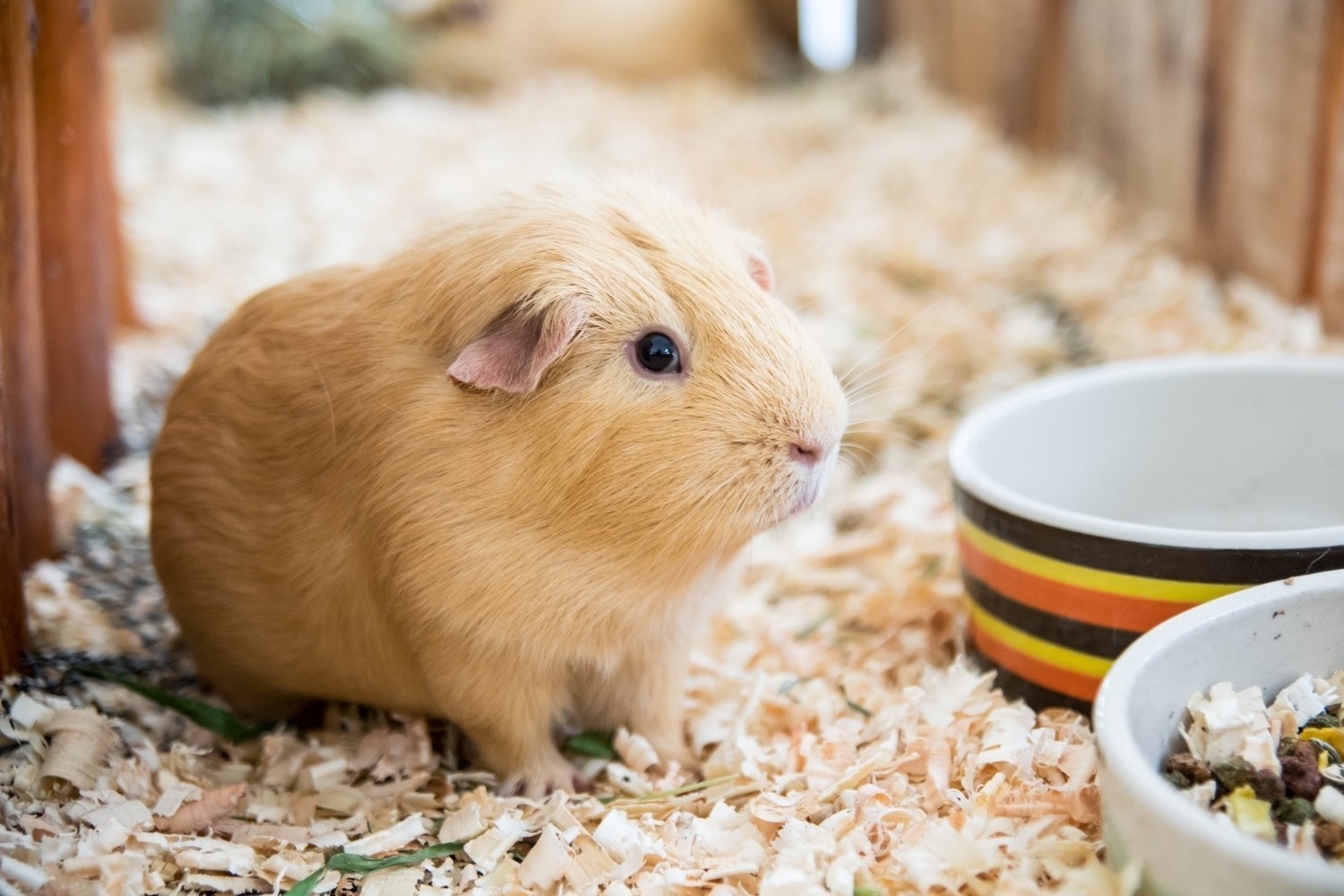 pet-sitting-Guinea-Pigs