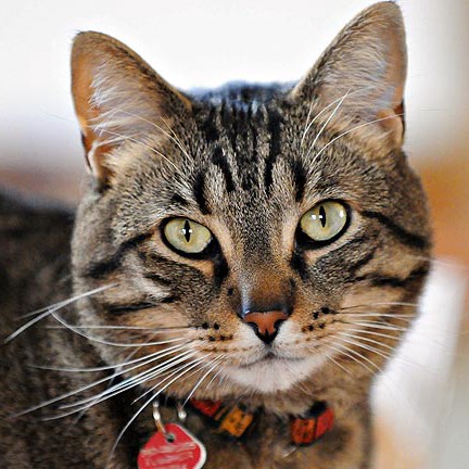 Picture of cat