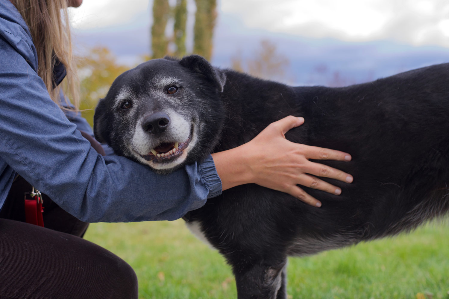 Away-home-and-pet-happy-dog