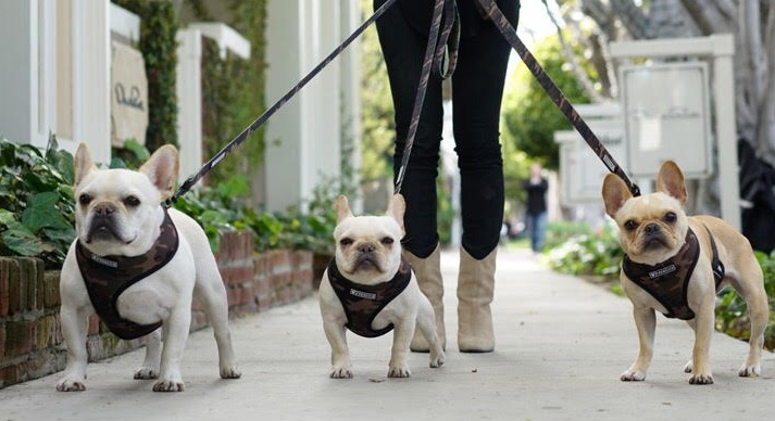 Dogs being walked