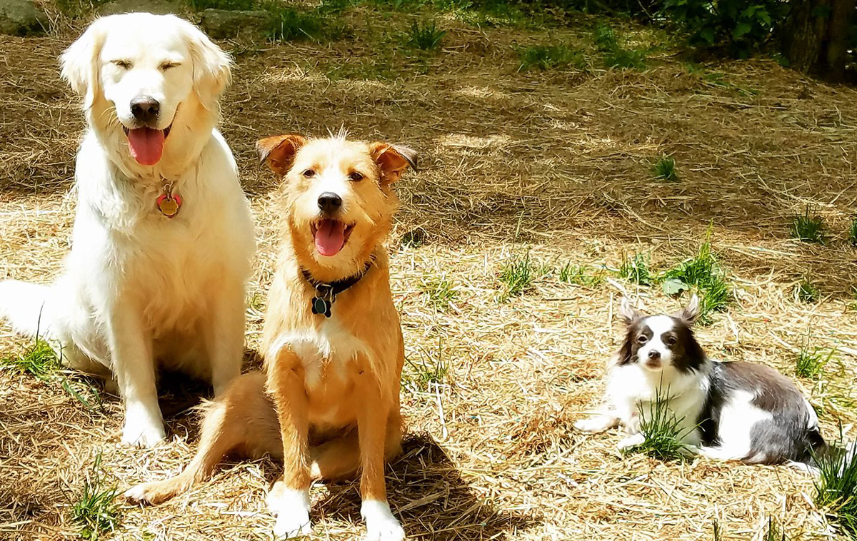 Dog gang in grass