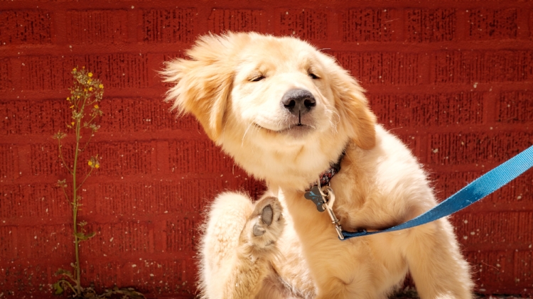 puppy-scratching-with-back-leg