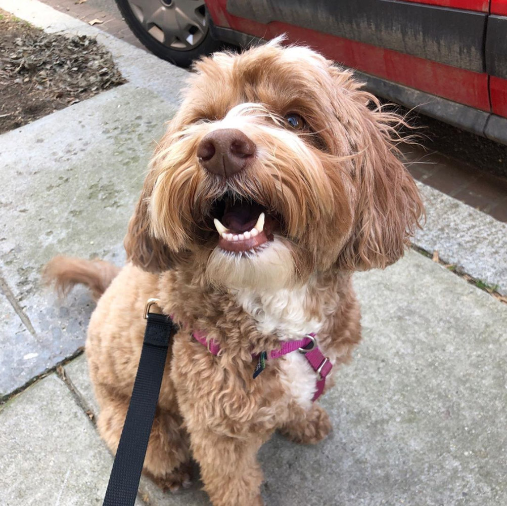 happy-pup-district-pet-care-instagram