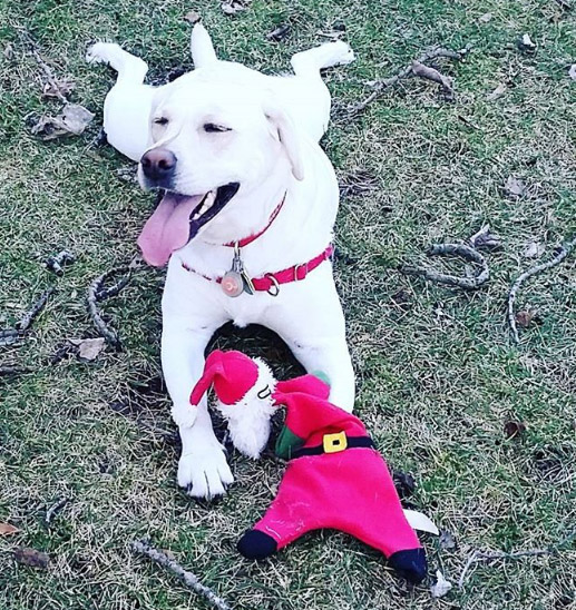 Happy dog with toy