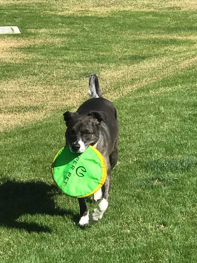 Four-footed-fitness-dog