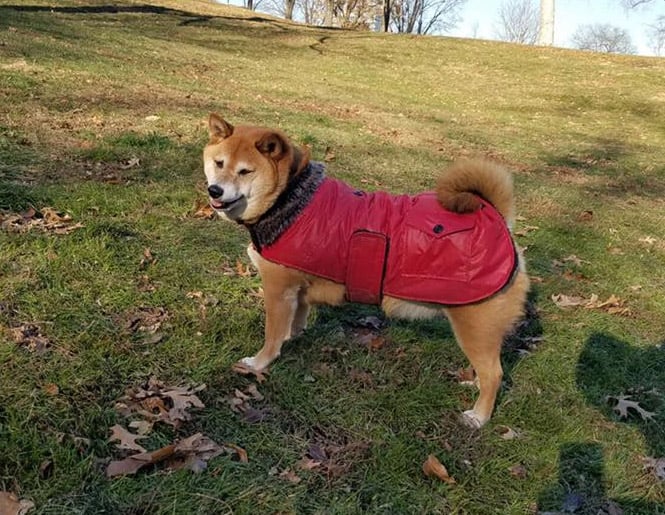 dog-in-vest-shiba