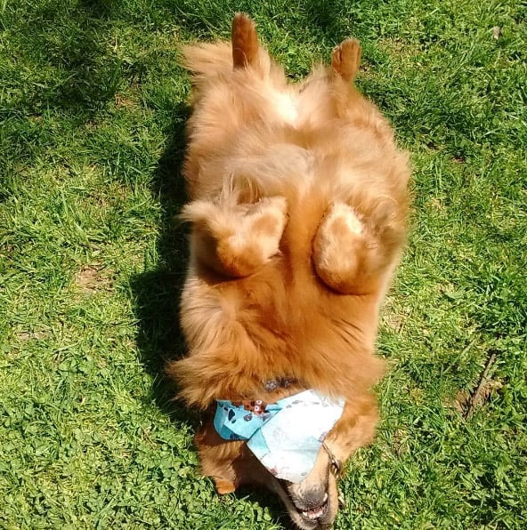 Happy Tails dog in grass