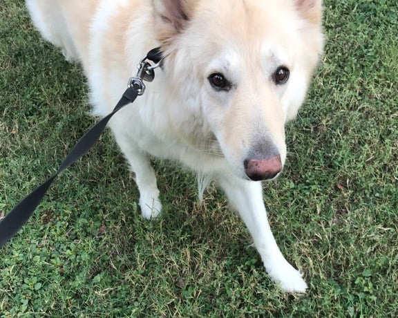 On Paws Dog in Grass