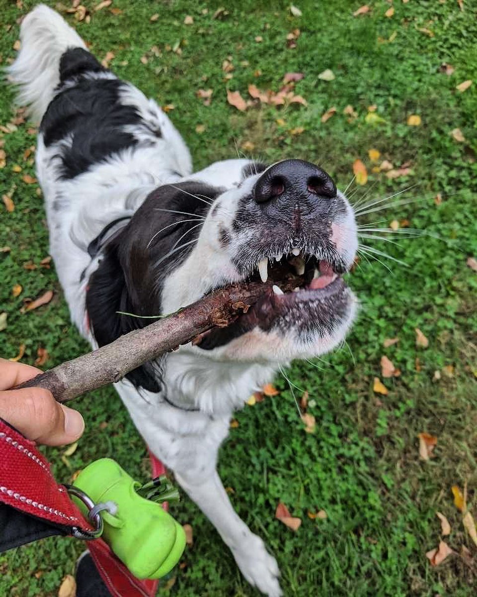 parkside-pups-dog-with-stick