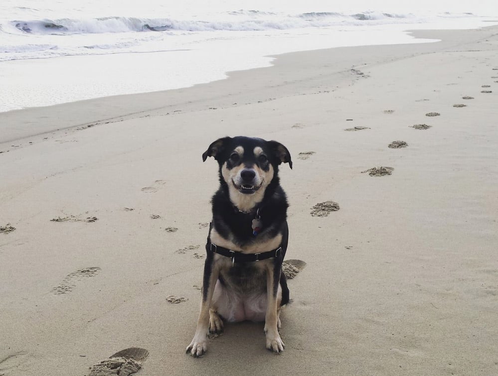 Dog-on-beach