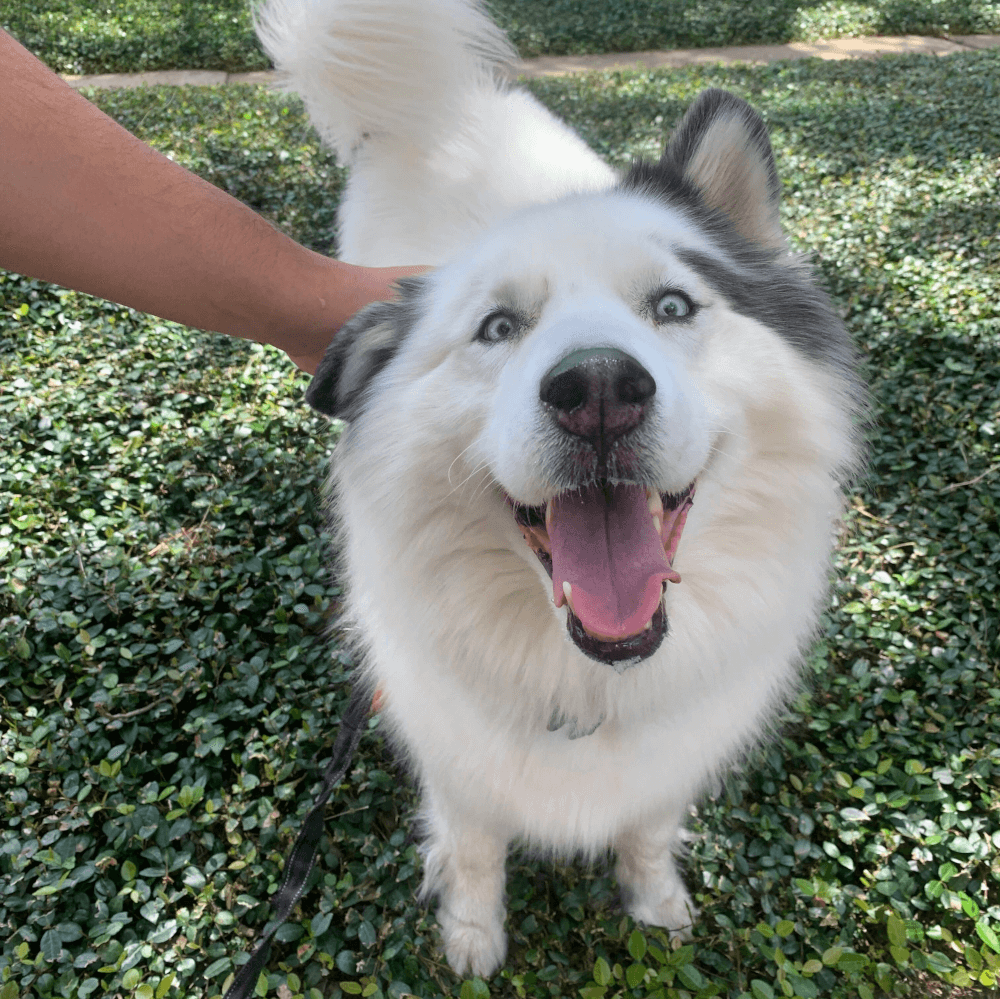 petfect-care-dog-husky