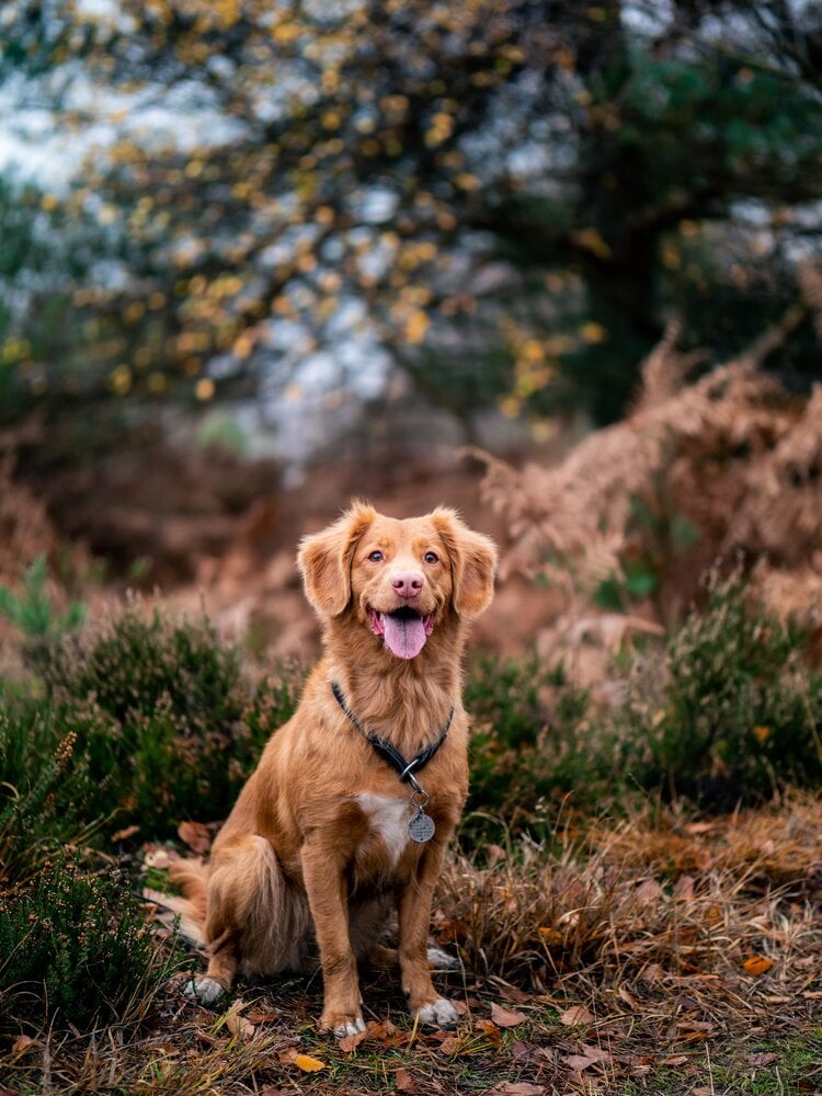 Dog sitting in nature