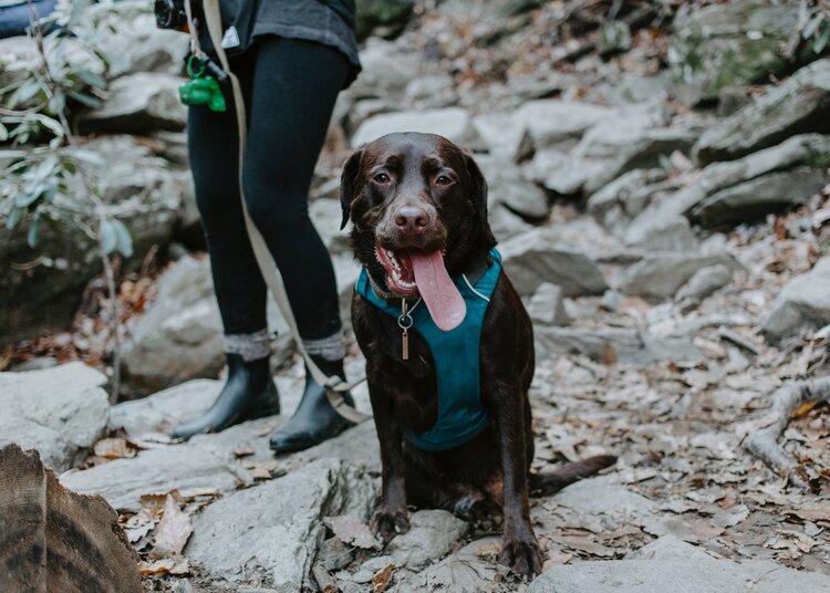 Happy lab on a hike