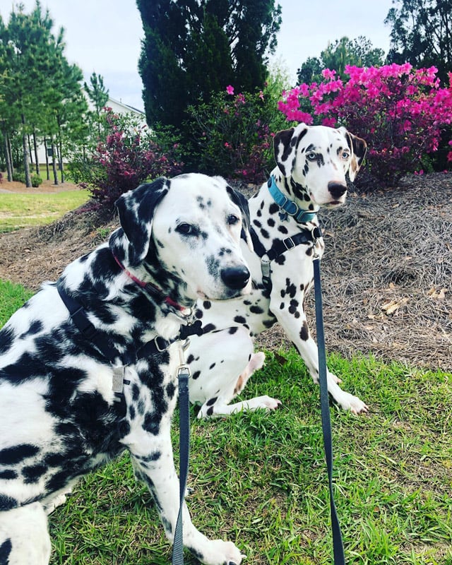 Posh pooches discount walking dog