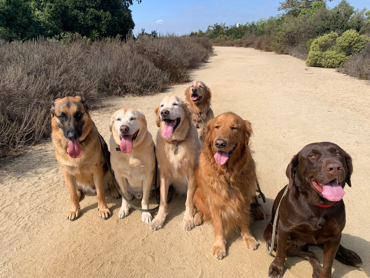 Dogs-sitting-on-dirt