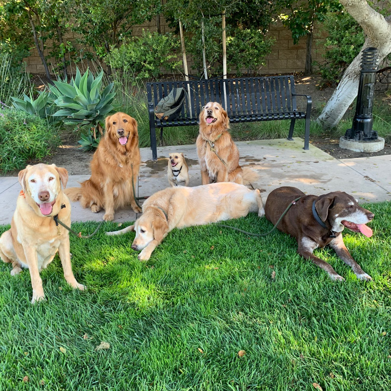 Pup-Division-Pack-sitting-on-grass