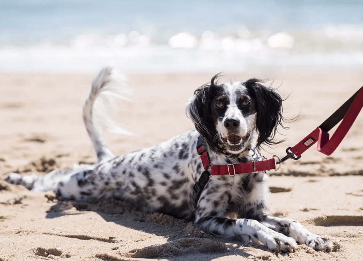 Stable Hands Pet Care and Services Dog