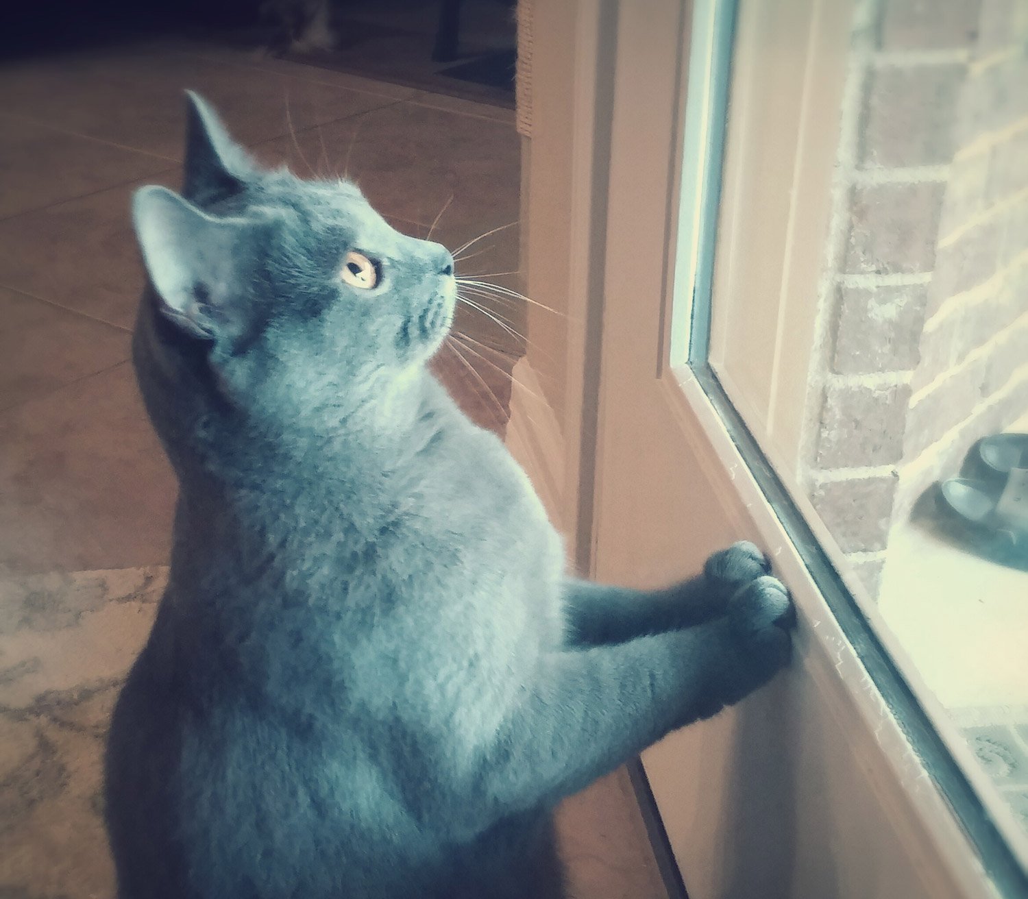 Cat looking out window