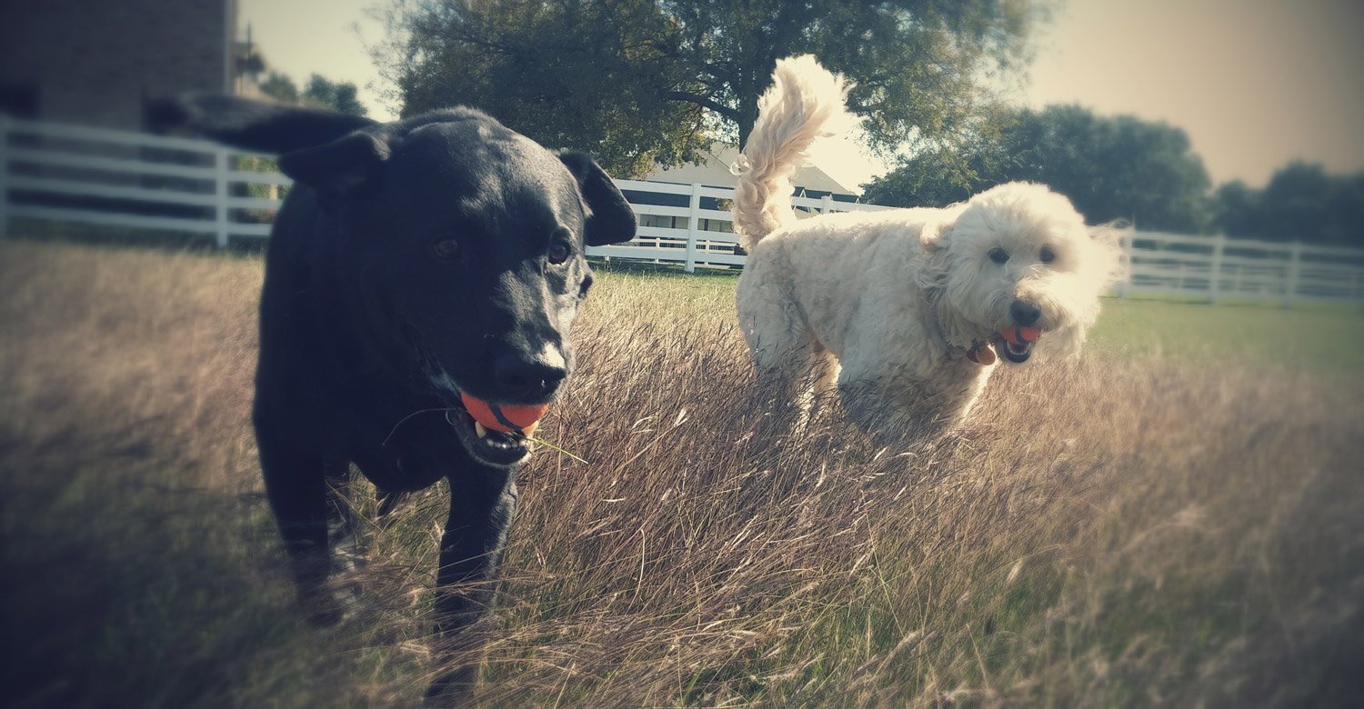 dogs in field