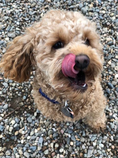 Dog Client Sticking Out Tongue of Wagging Tail Dog Services