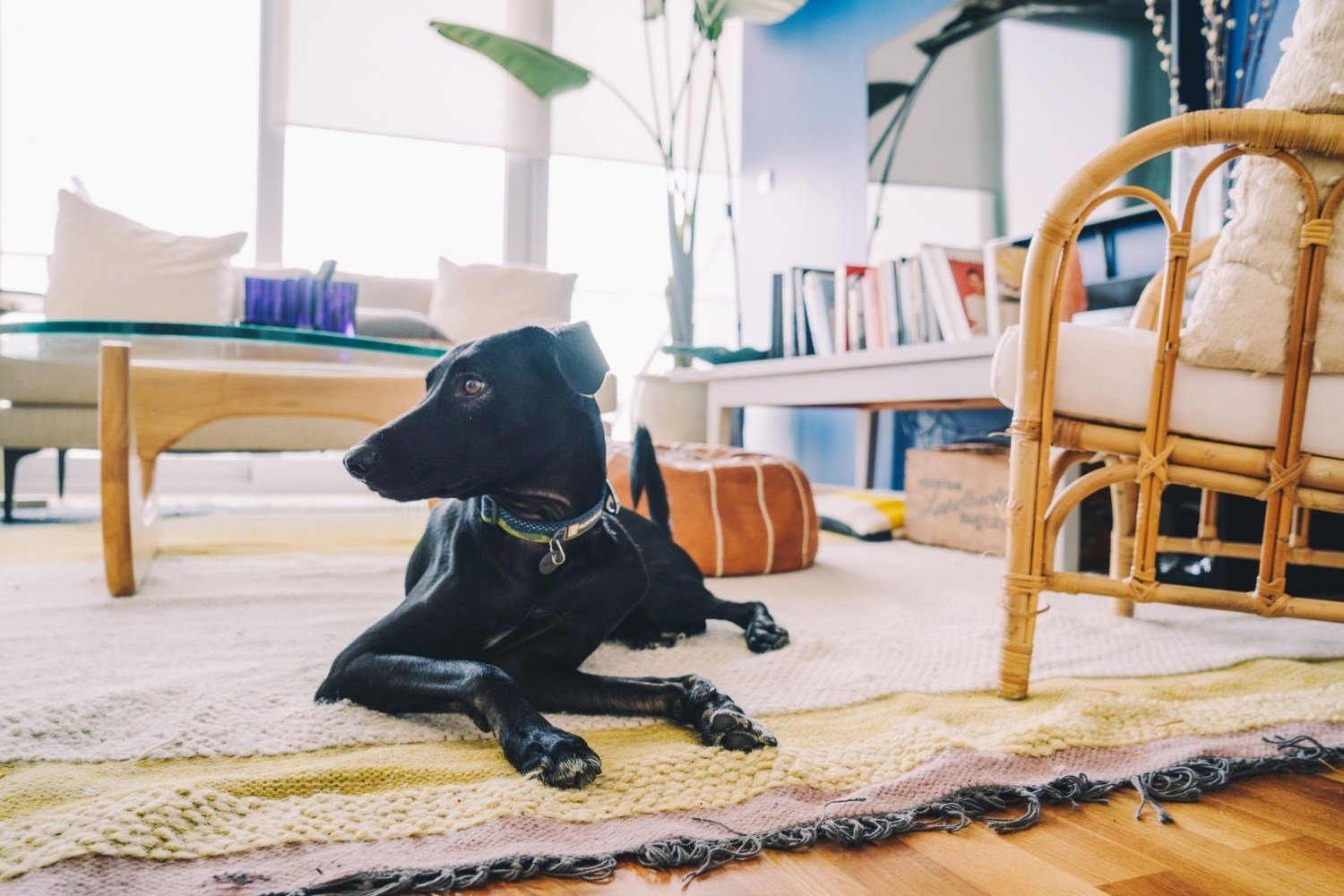 dog-sitting-on-carpet