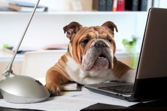 Dog on Computer