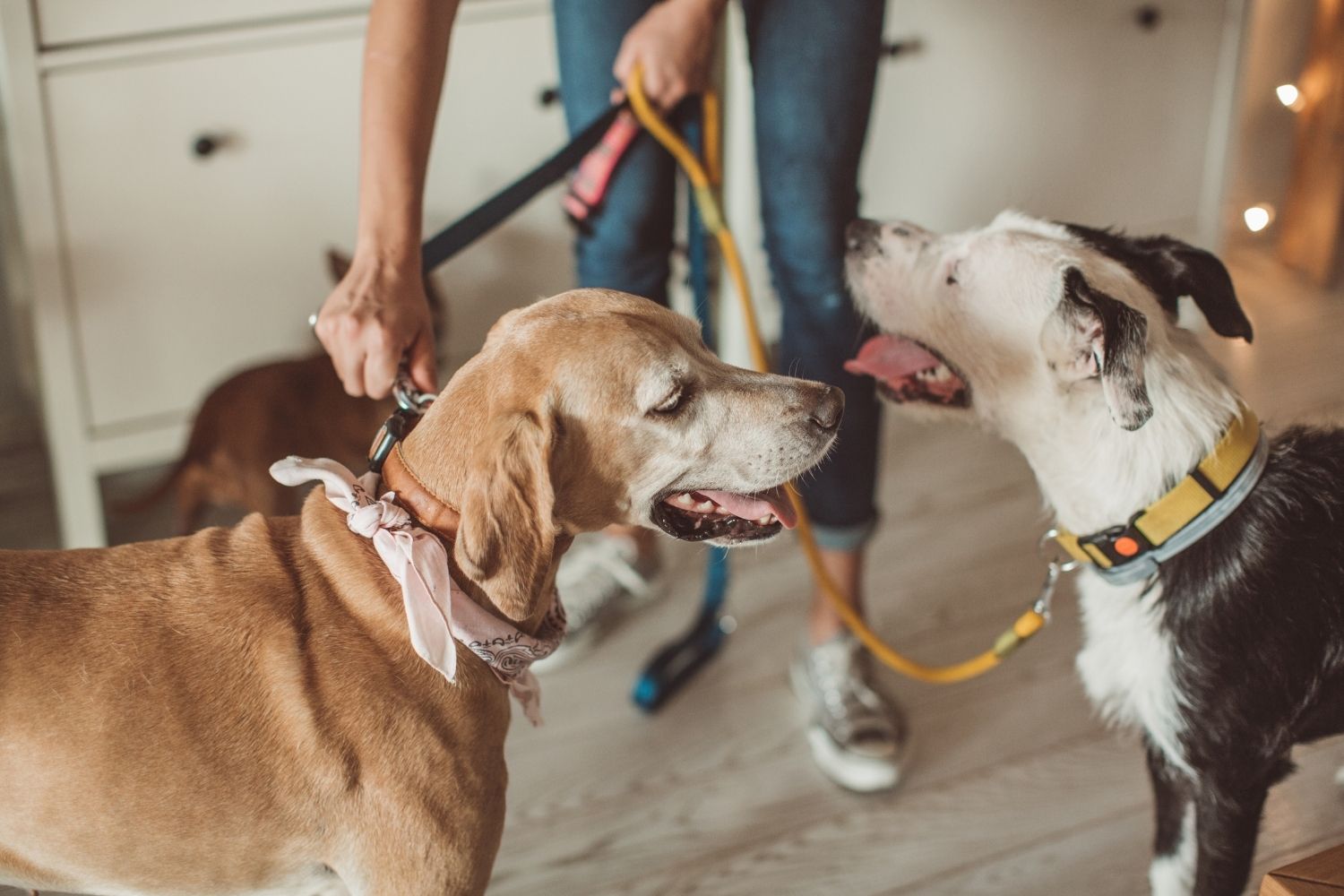 Trusted Dog Walker & Pet Sitters, In Your Brookhaven Home, Professional Employees at Your Service