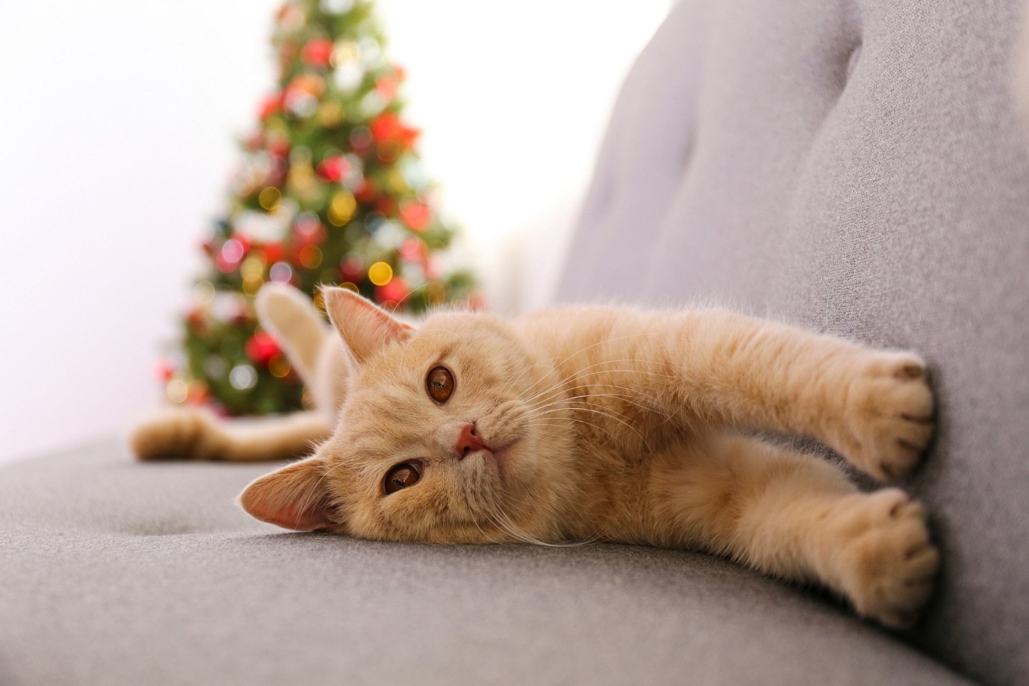 Holiday-guide-cat-christmas-tree