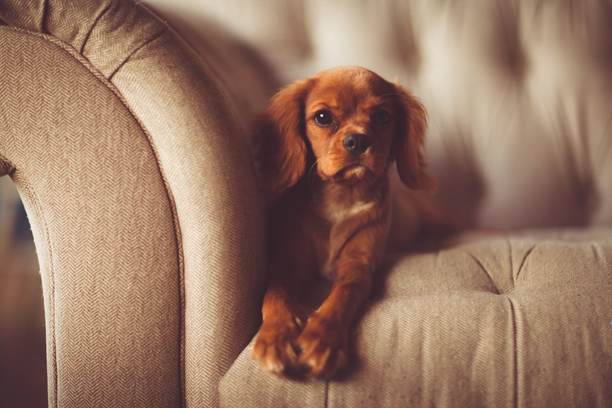 Dog sitting on sofa couch