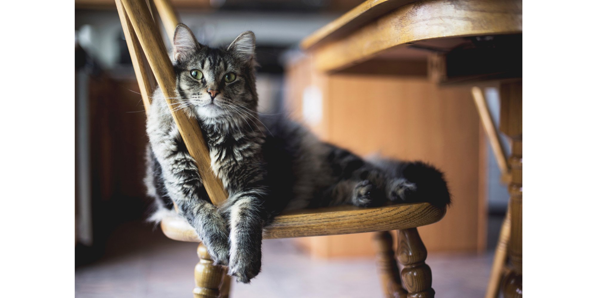 cat lounging in a wood chair