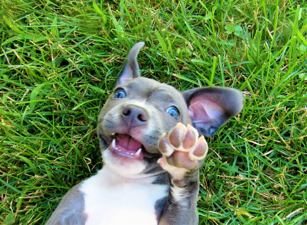 pit bull puppy playing in the grass