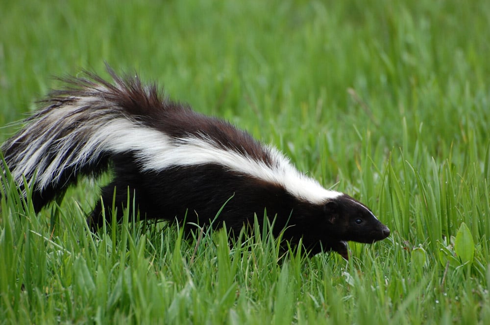 skunk in the grass