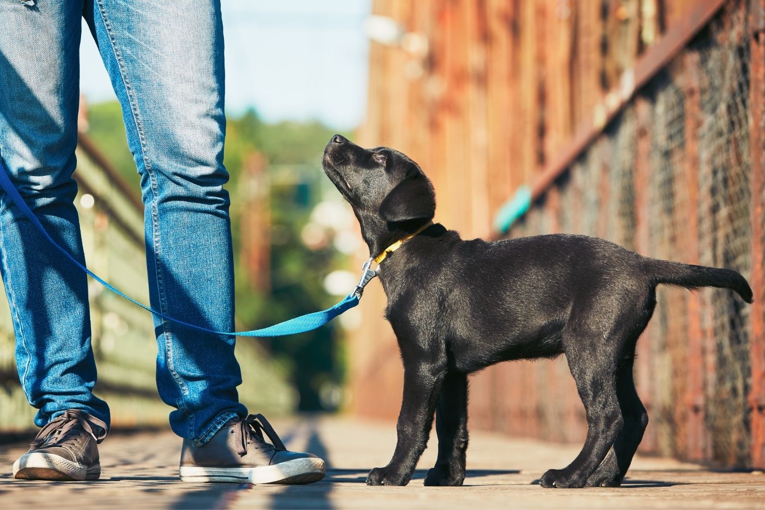 Dog-walking-contract-puppy-walking