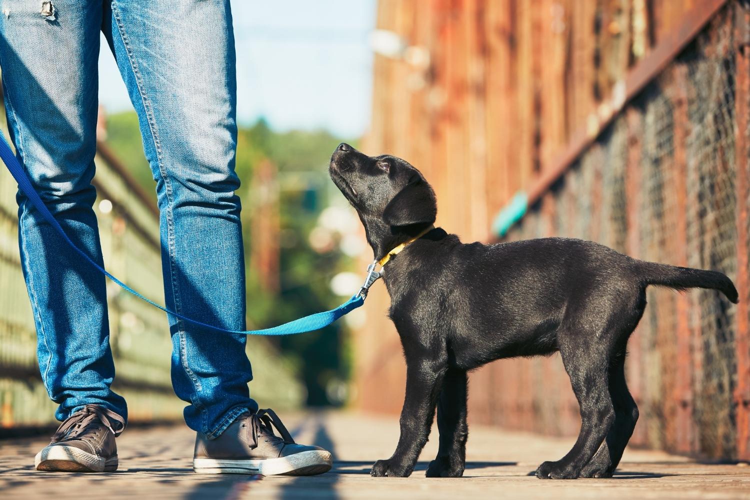 puppy-on-walk-cost-of-starting-pet-care-business