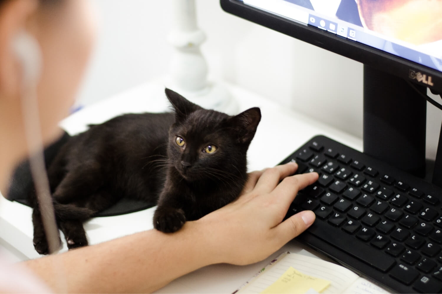 social-media-pet-business-cat