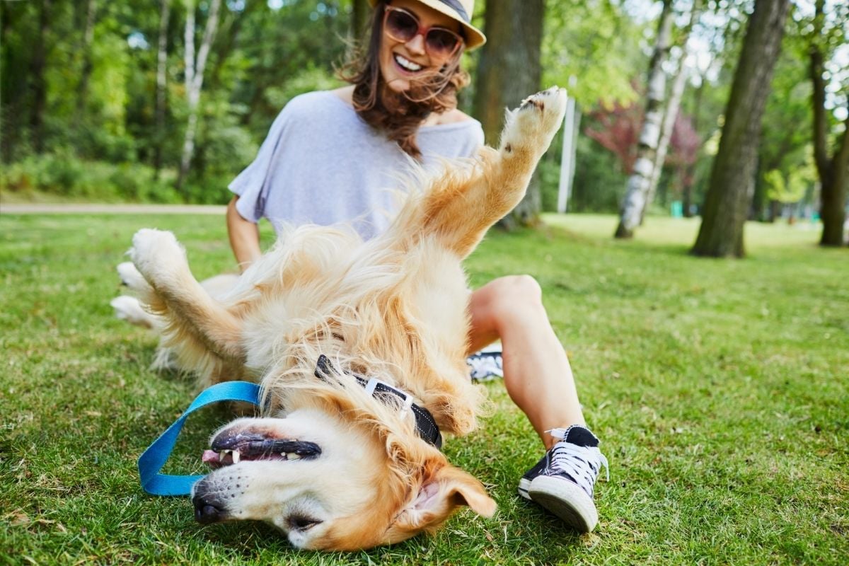 Dog-playing-in-the-park