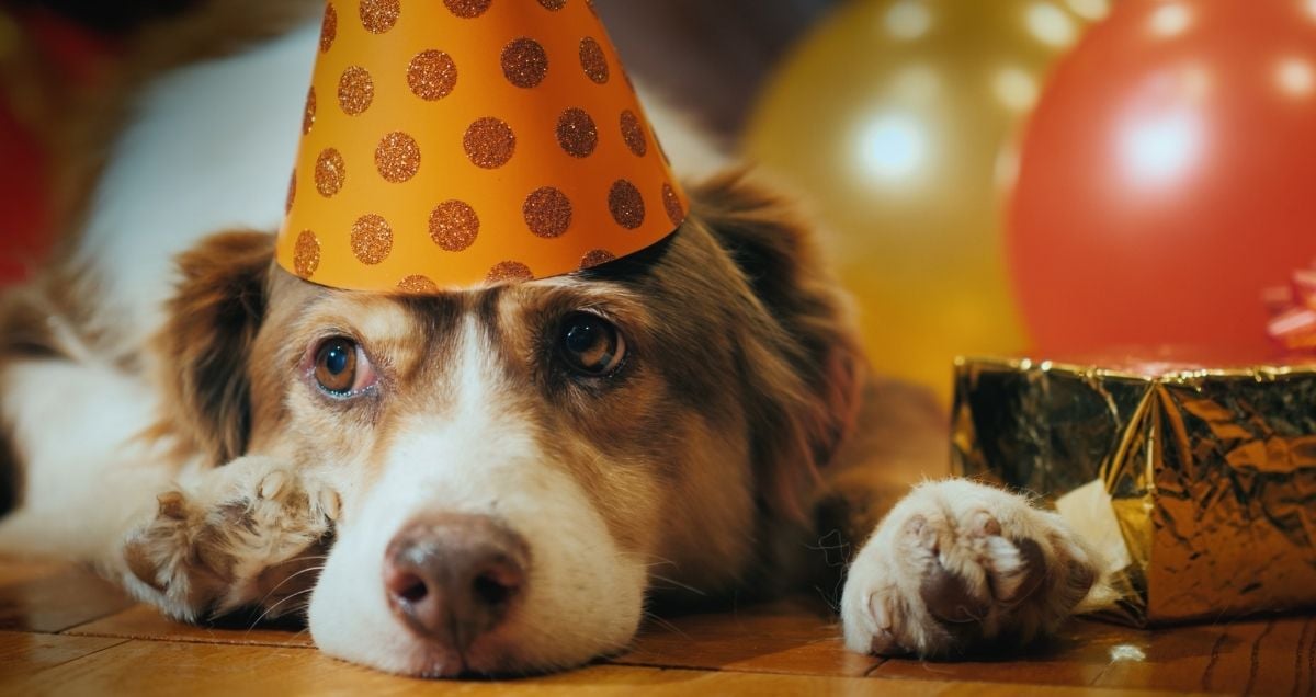 Complete-guide-to-pet-holidays-2021-party-dog