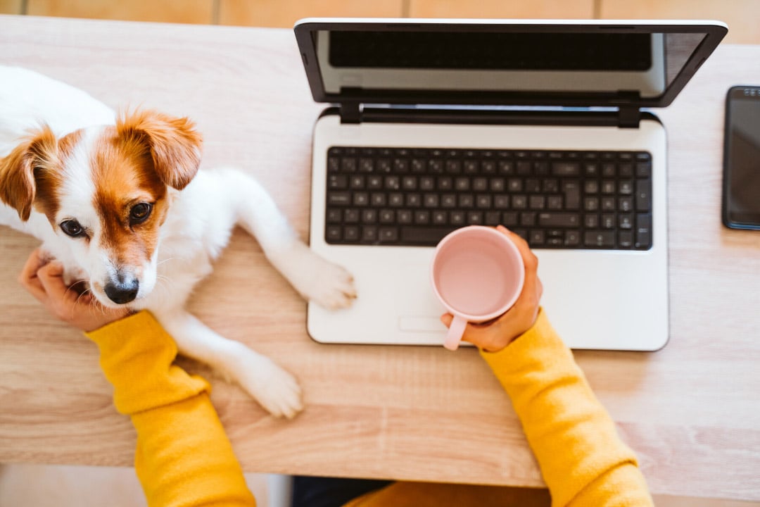 Your Definitive Guide To Pet Sitting Insurance For 2021 Time To Pet